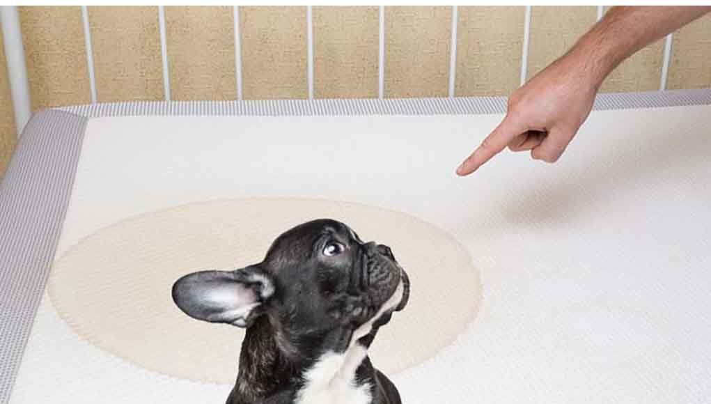 How to Clean Dog Pee From Mattress